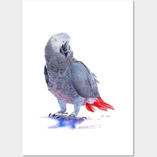 African Grey Parrot Posters and Art